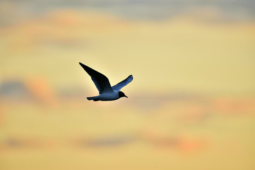 Black-headed Gull (Larus ridibundus) flying on sunset. Natural sunset red sky background,
