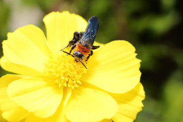 hornet on fresh yellow flower in garden