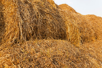 bales of straw  