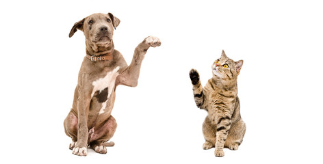 Fototapeta premium Funny Pitbull puppy and a cat Scottish Straight 