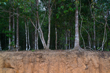 Trees on small cliff showing their roots