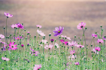 Cosmos flowers