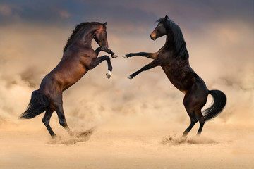 Obraz na płótnie Canvas Couple of bay horse rearing up