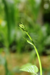 fresh grow plant in nature