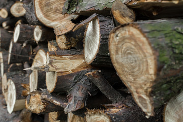 Pile of firewood