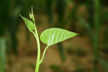 fresh grow plant in nature