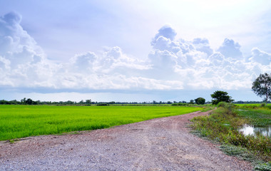  Field  in blue sky.