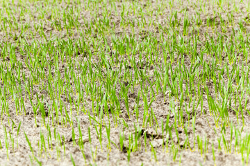 immature cereals ,  wheat