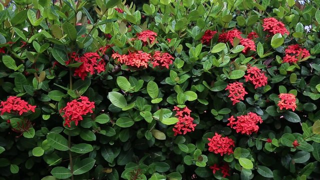 Ixora tropical flowers. Closeup. Outdoors
