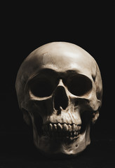 Human skull