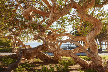 Tree - Heisler Park - Laguna Beach