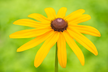 Yellow rudbeckia flower