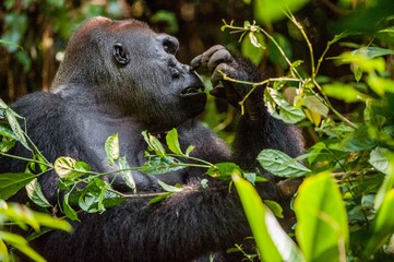 Portrait of a western lowland gorilla (Gorilla gorilla gorilla) close up at a short distance....