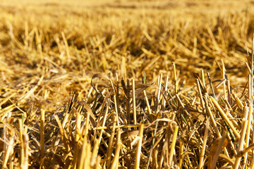 straw after the harvest  