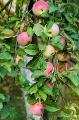 Apples on a branch/Ripe and unripe apples on the tree. Summer composition