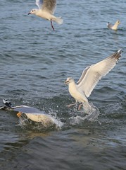 Möwen bei Fütterung 