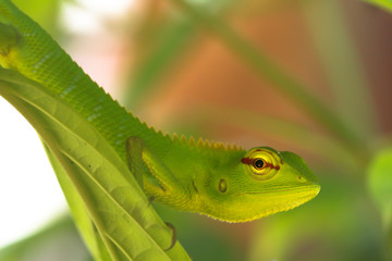 green gecko lizard