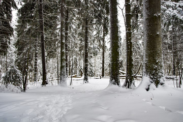 Fototapeta premium На краю леса