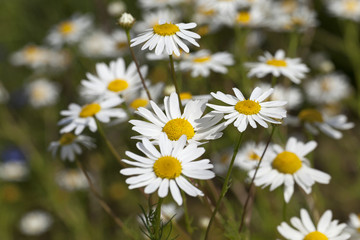 daisies , spring  season