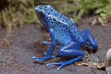 Möbelaufkleber Frosch Dendrobates Färber Azurblau