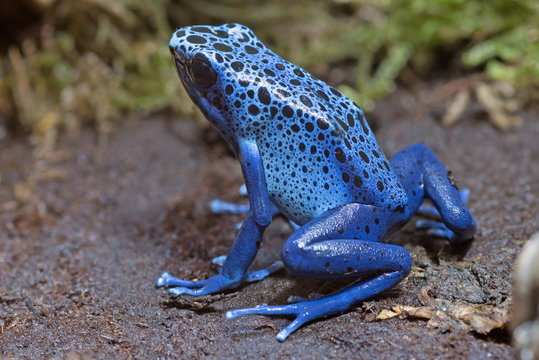 Dendrobates tinctorius azureus