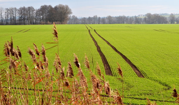 green field with tractor's tracks