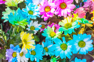 Fototapeta na wymiar multicolored flower .Range of Happy Joyful Multi Colours.