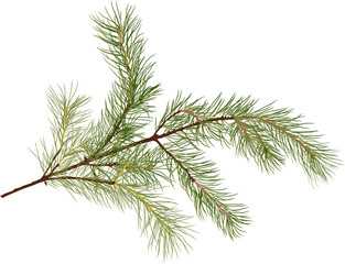 pine tree green branch isolated illustration