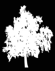 illustration with white birch isolated on black