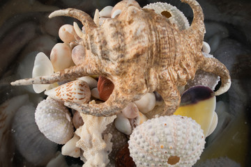 Coquillages multiple