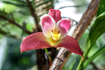 Close-up of orchid Lycaste. Magically beautiful bordeaux flower