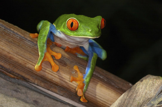 Red Eye Frog Costa Rica