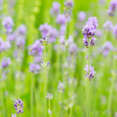 Lavender blossoms in nature