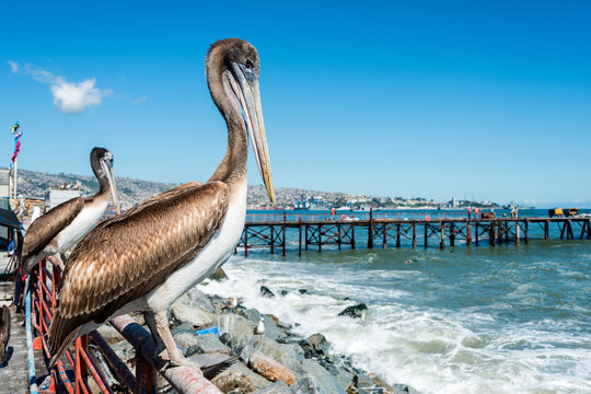 Pelican at the fish market of Valparaiso, Chile