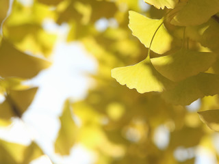 イチョウ　黄葉