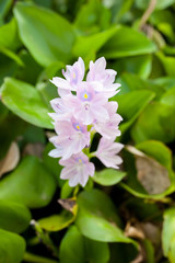 Water Hyacinthflower in the pool
