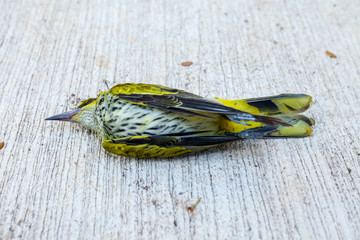 die green bird on the cement 