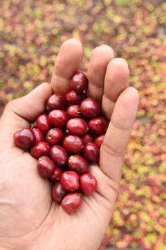 Fresh coffee bean in hand on red berries coffee backgourng