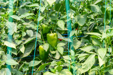 Green Pepper In Vegetable Greenery Garden
