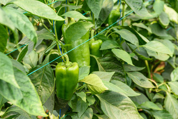 Green Pepper In Vegetable Greenery Garden