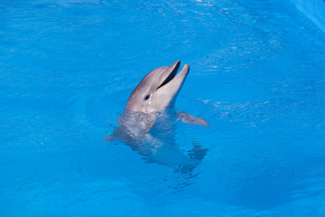 Dolphin in blue water close-up