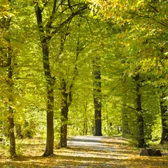 Foto auf Acrylglas Bäume beautiful autumn park with soft sunlight