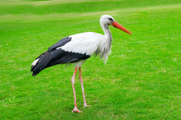 Stork on a background of green lawn