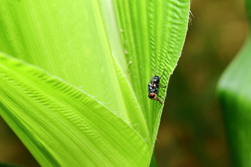 insect on green leaf background texture in nature