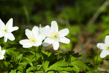   white spring flowers.