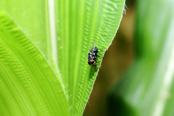 insect on green leaf background texture in nature