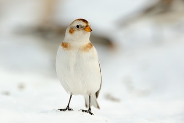 Snow bunting (Plectrophenax nivalis)