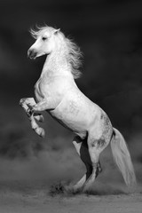 Obraz na płótnie Canvas White horse rearing up in desert storm