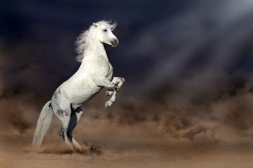 Fototapeta na wymiar Grey andalusian horse rearing up in desert storm