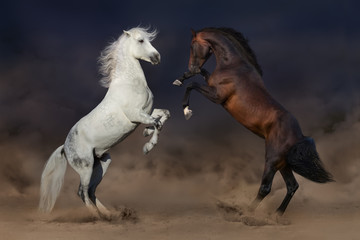 Obraz na płótnie Canvas Two horses rearing up in desert dust
